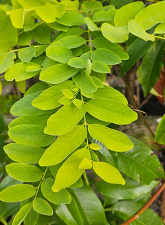 Robinia