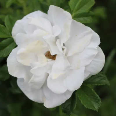 Rose Blanc Double de Coubert