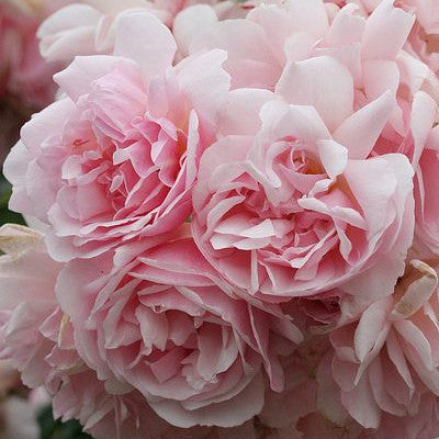 Rose Felicia