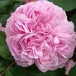 Rose Jacques Cartier