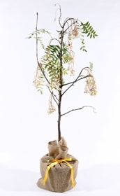 Sorbus Cashmiriana