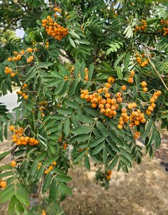 Rowan