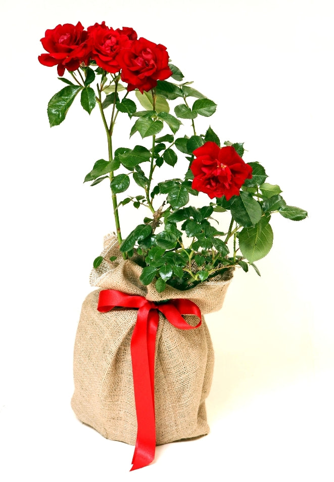 Rose Ruby Wedding
