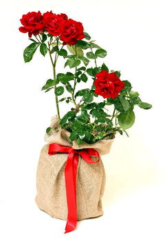 Rose Ruby Wedding