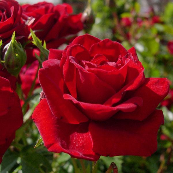 Rose Ruby Wedding