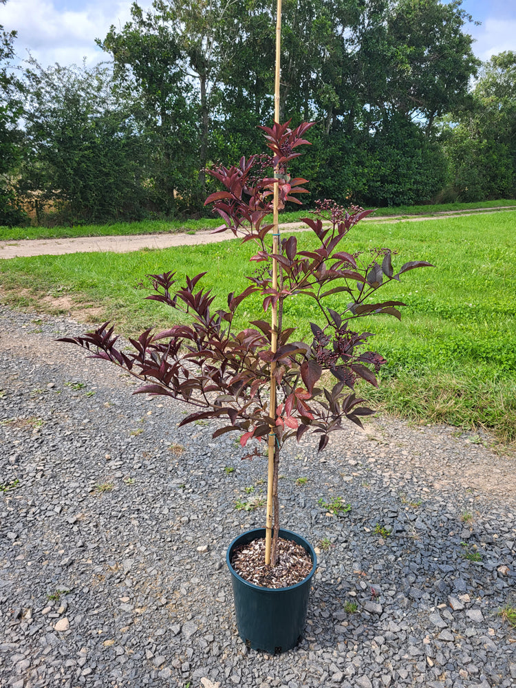 Elder 'Black Beauty Gerda'
