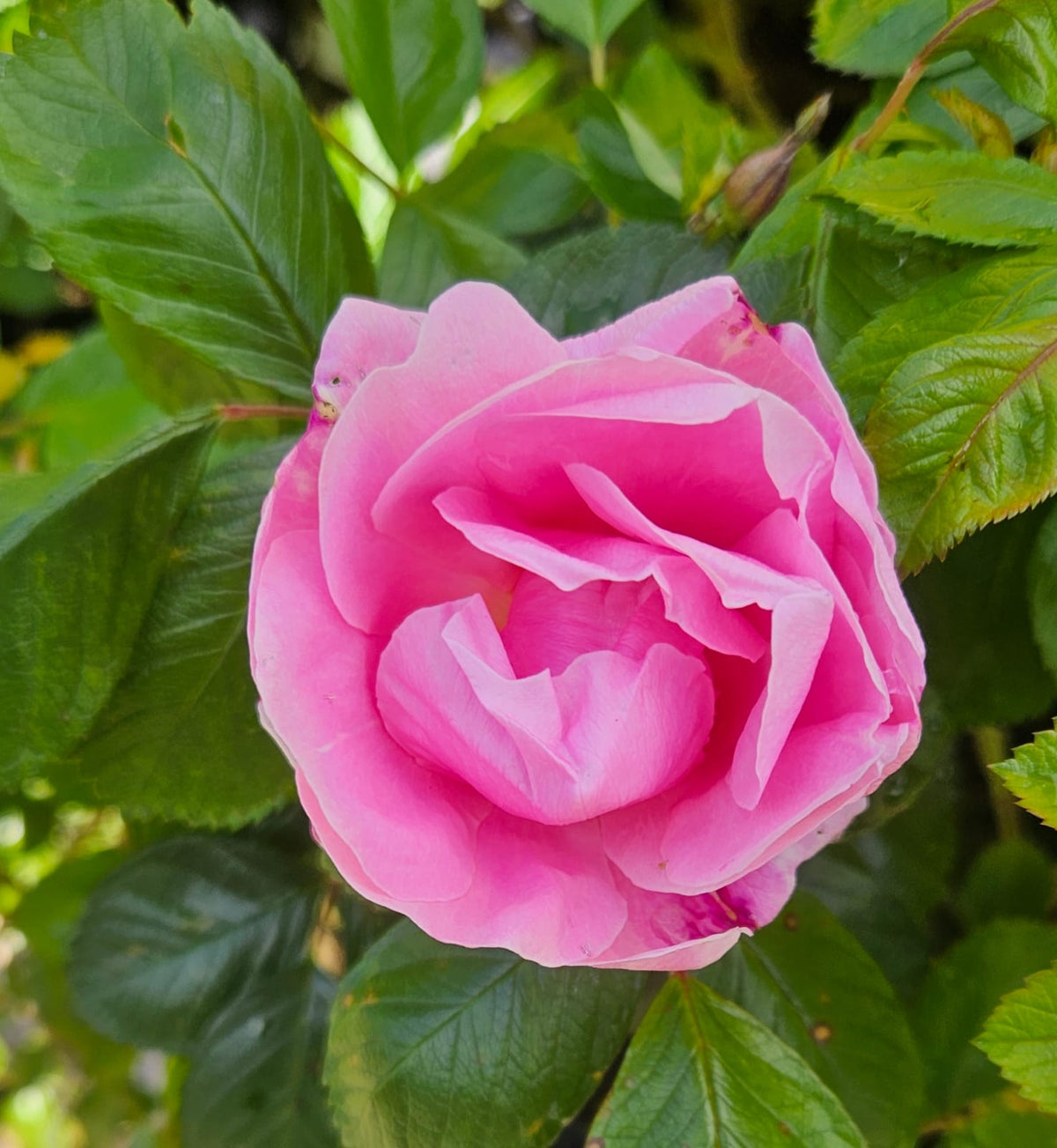 Rose Sarah van Fleet
