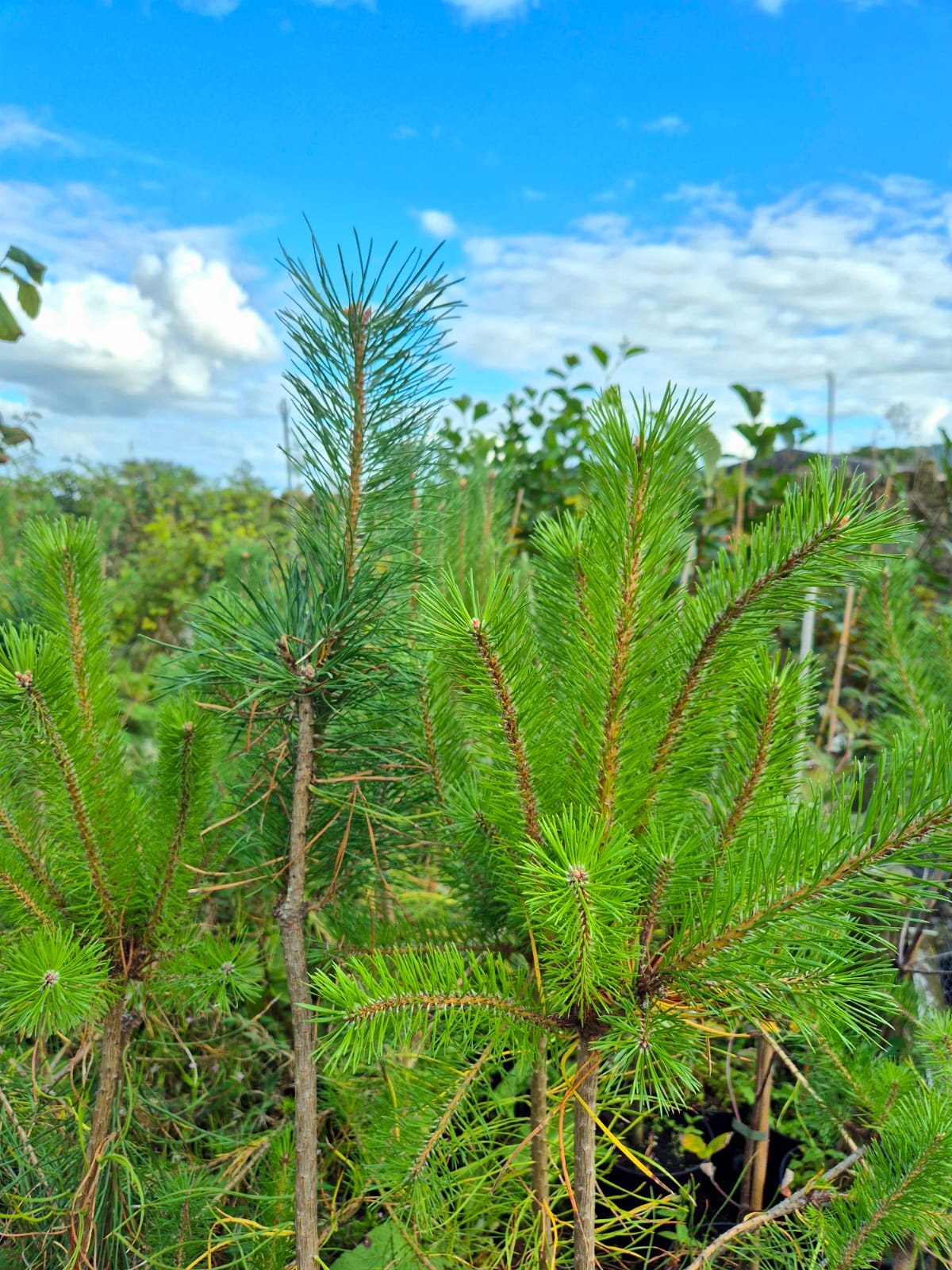 Scots Pine