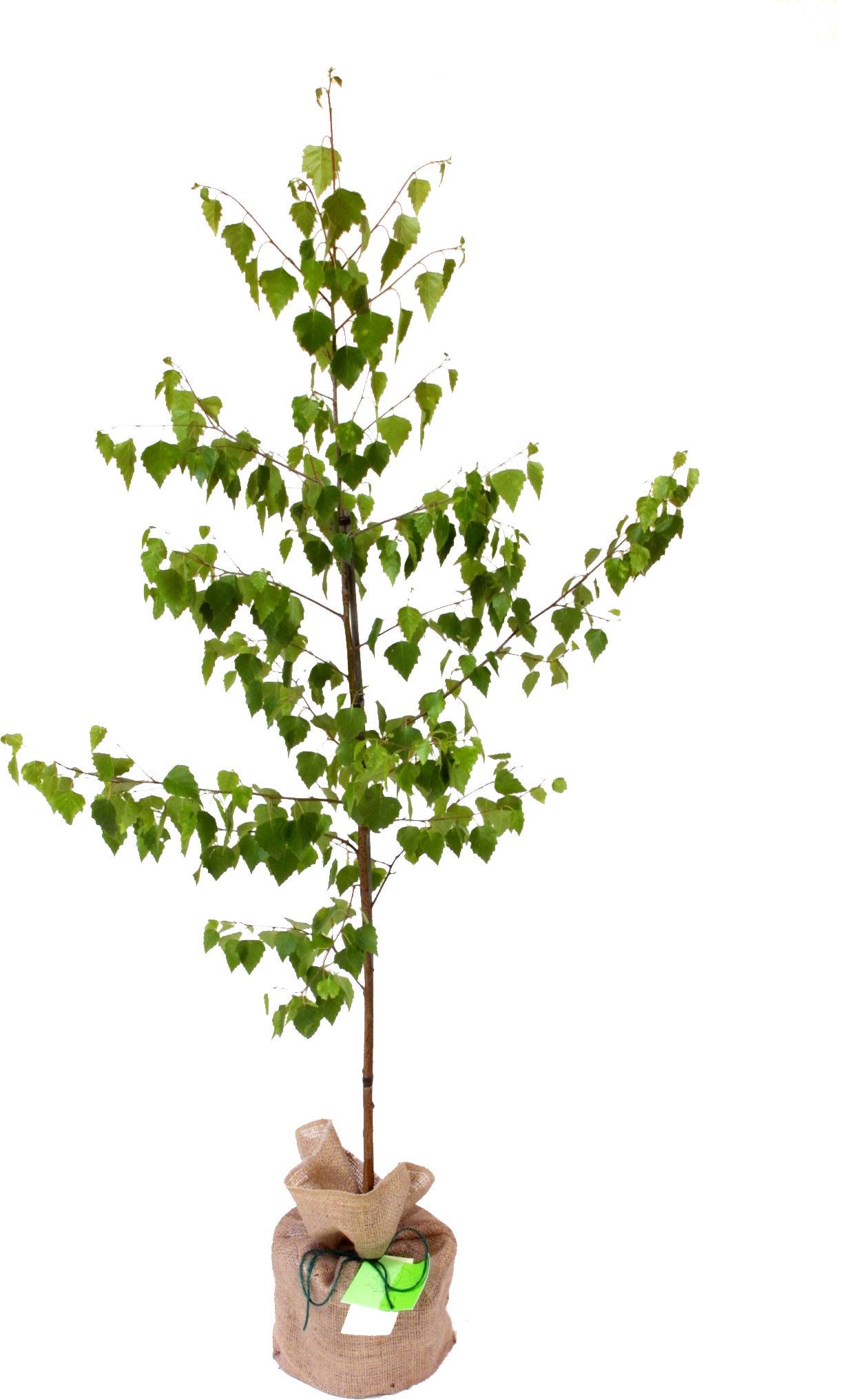 Silver Birch Trees