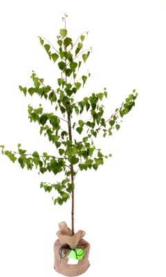 Silver Birch Trees