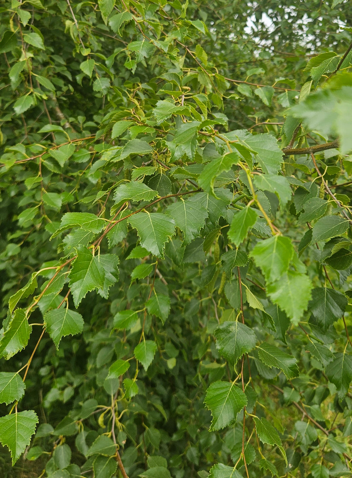 Silver Birch Trees