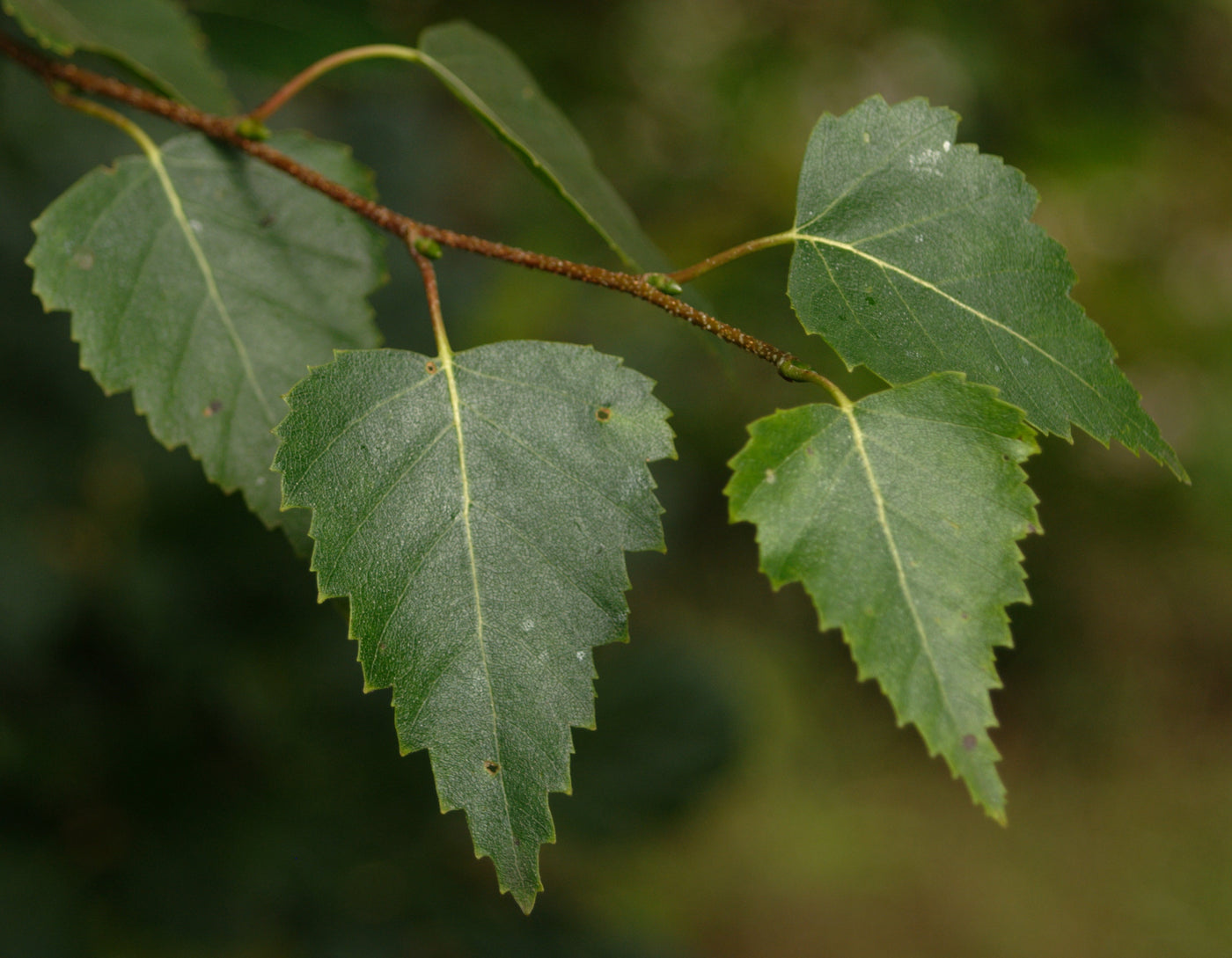 Silver Birch Trees