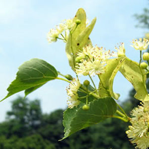 Small Leaved Lime Tree
