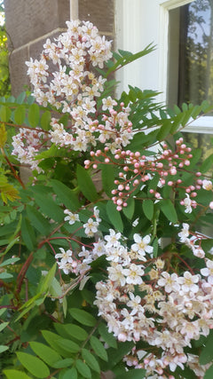 Sorbus Cashmiriana
