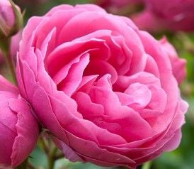 Rose Special Anniversary