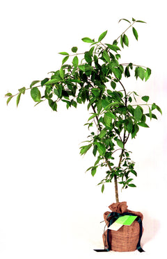 Spindle