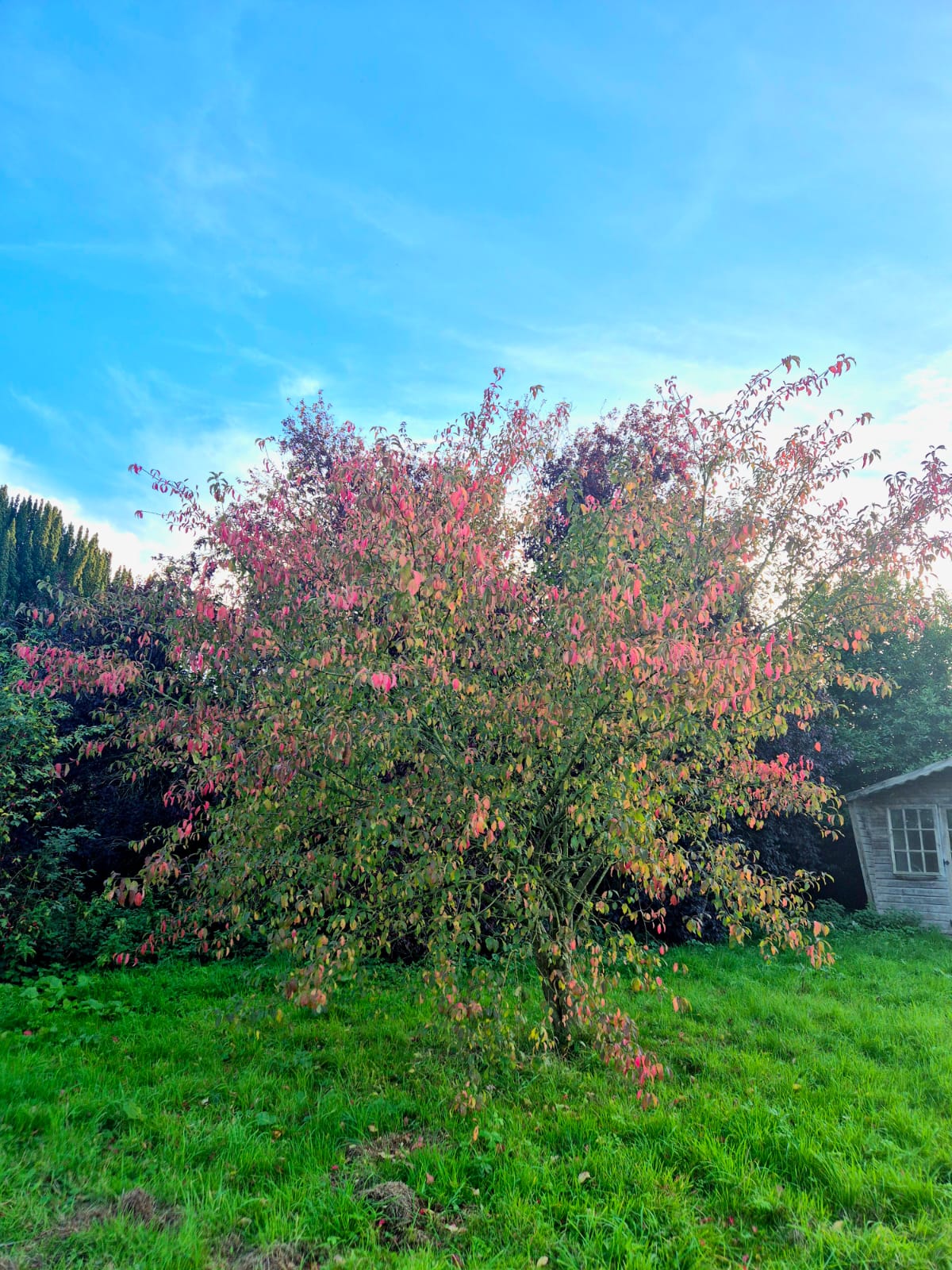 Spindle