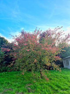 Spindle