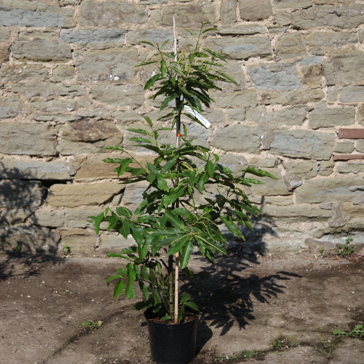 Sweet Chestnut Tree