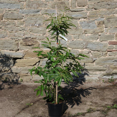 Sweet Chestnut Tree