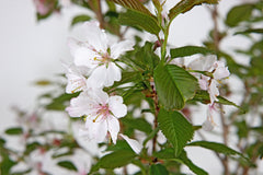 Flowering Cherry 'The Bride'