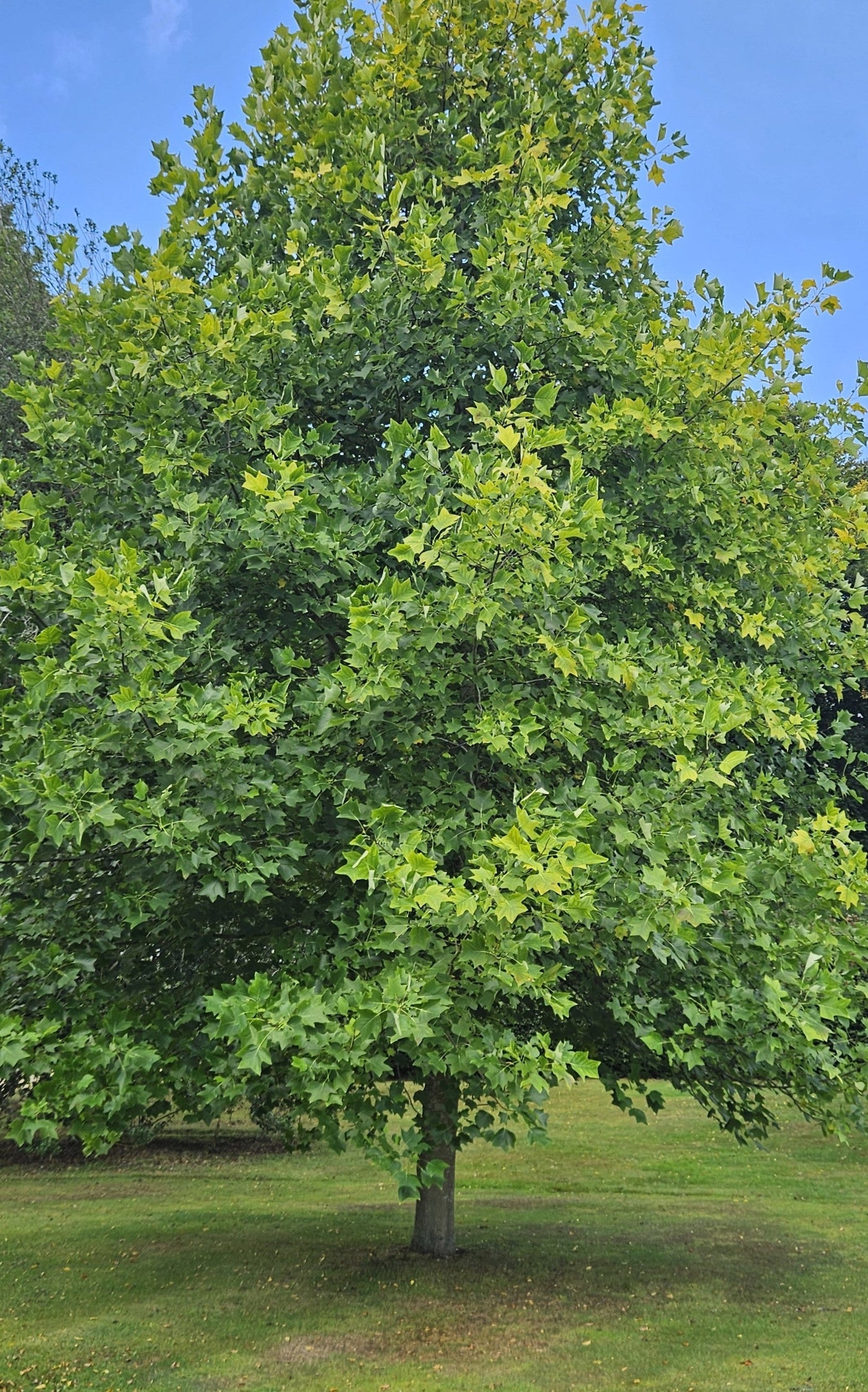 Tulip Tree
