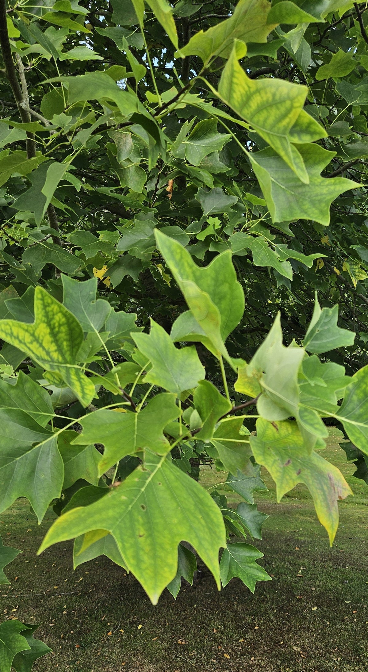 Tulip Tree