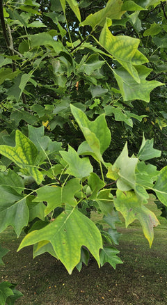 Tulip Tree