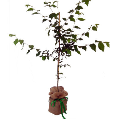 Ulmus Wingham Elm Tree