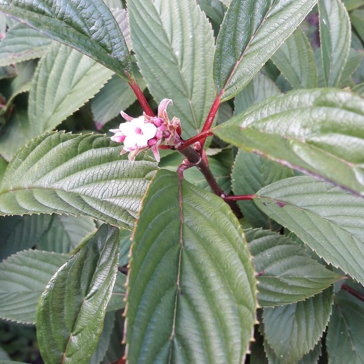 Viburnum 'Dawn' Shrub