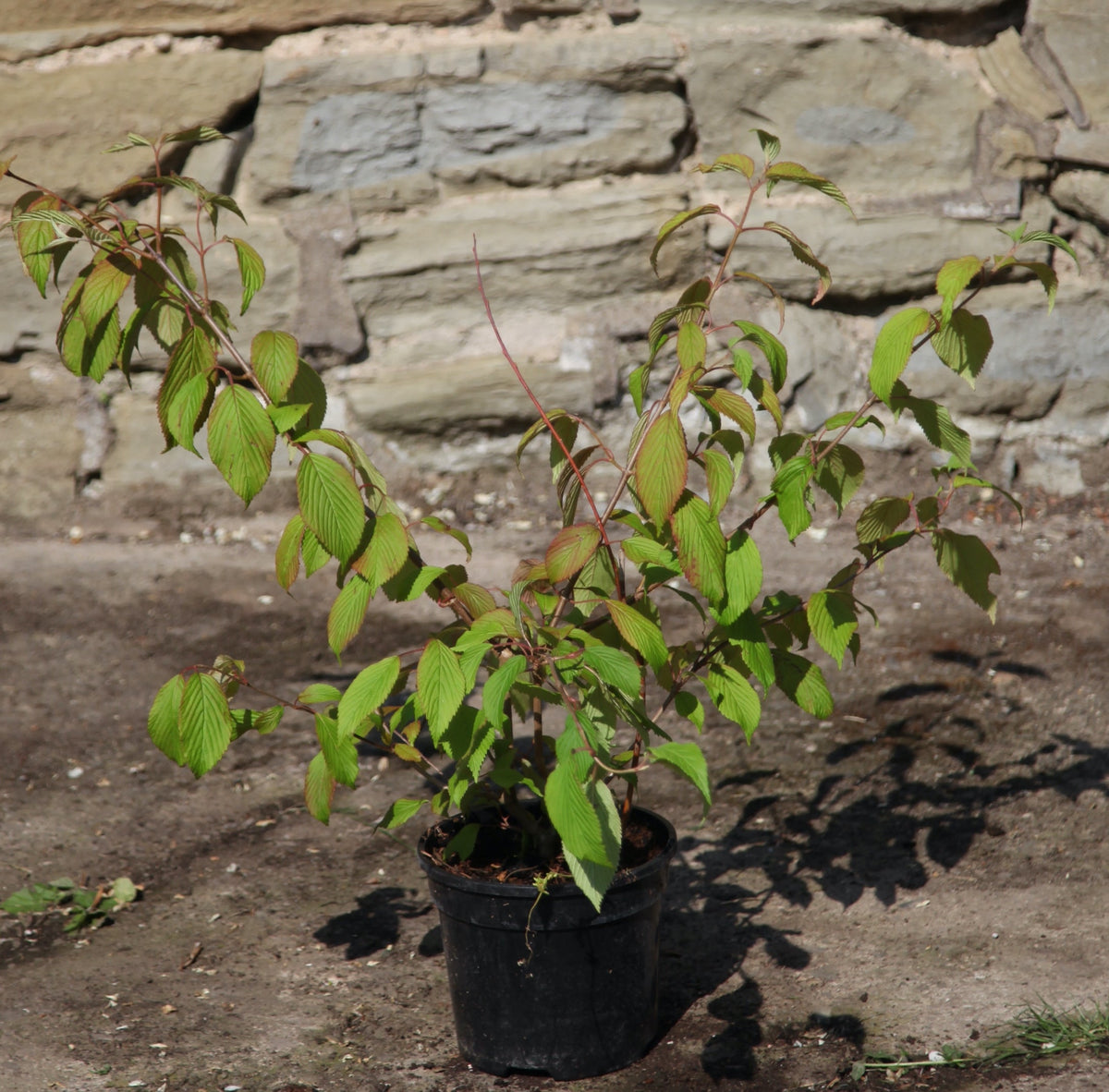 Viburnum 'Dawn' Shrub