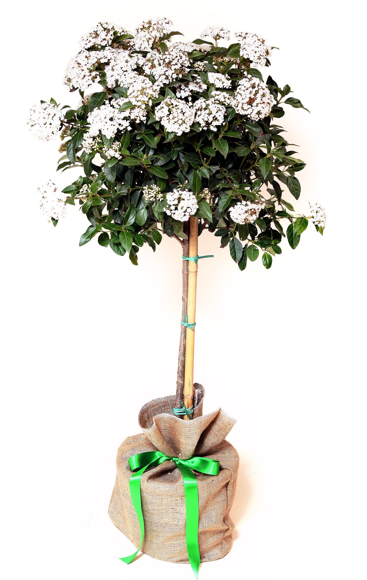 Viburnum Tinus Plant
