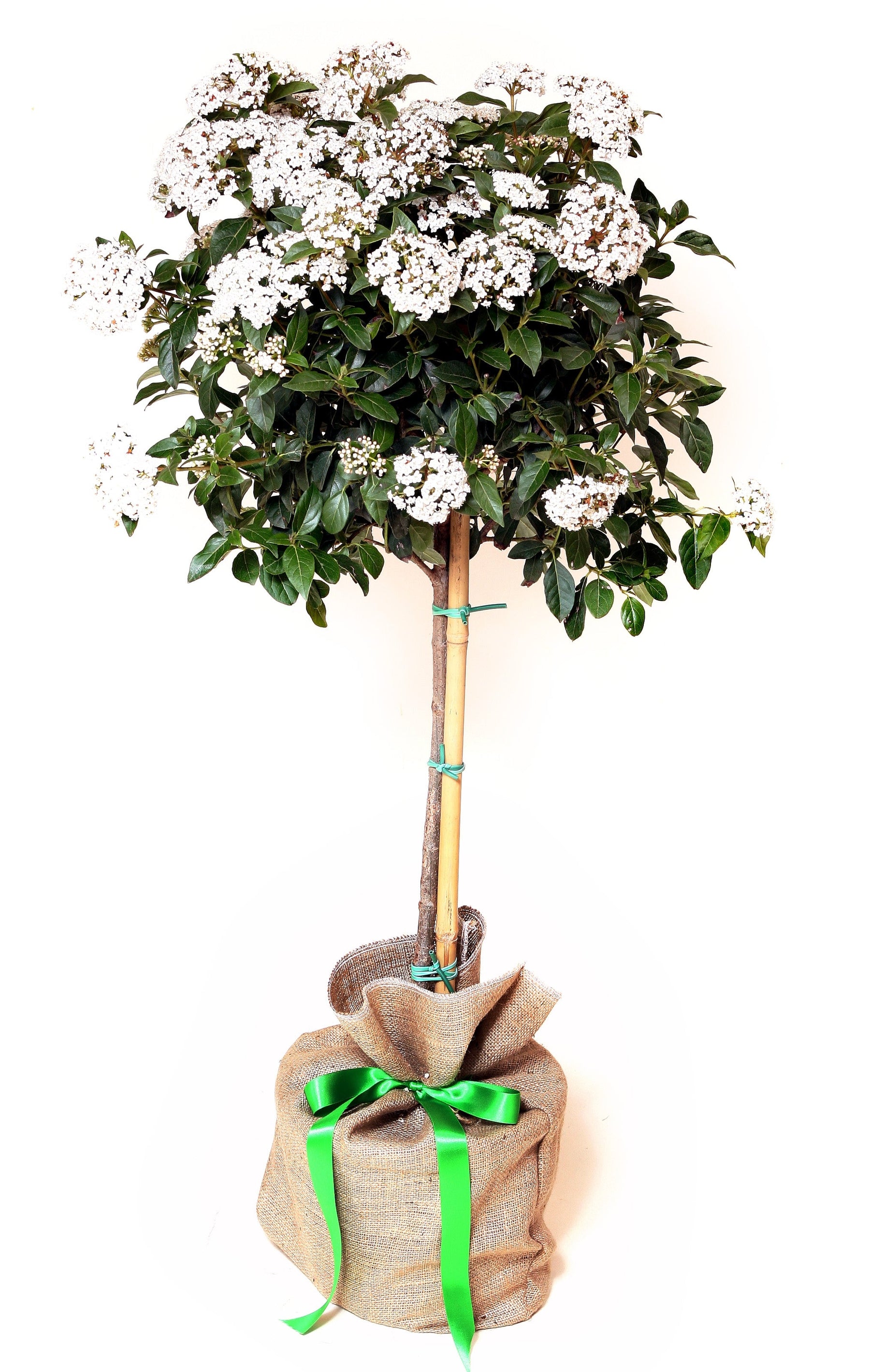 Viburnum Tinus Plant
