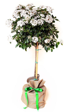 Viburnum Tinus Plant