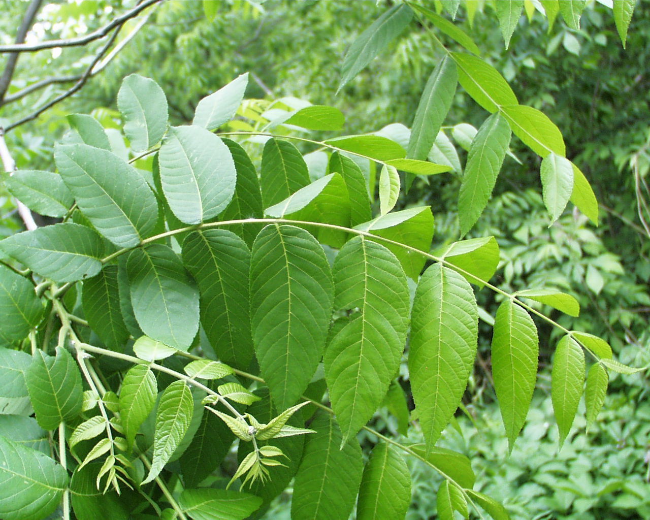 Walnut
