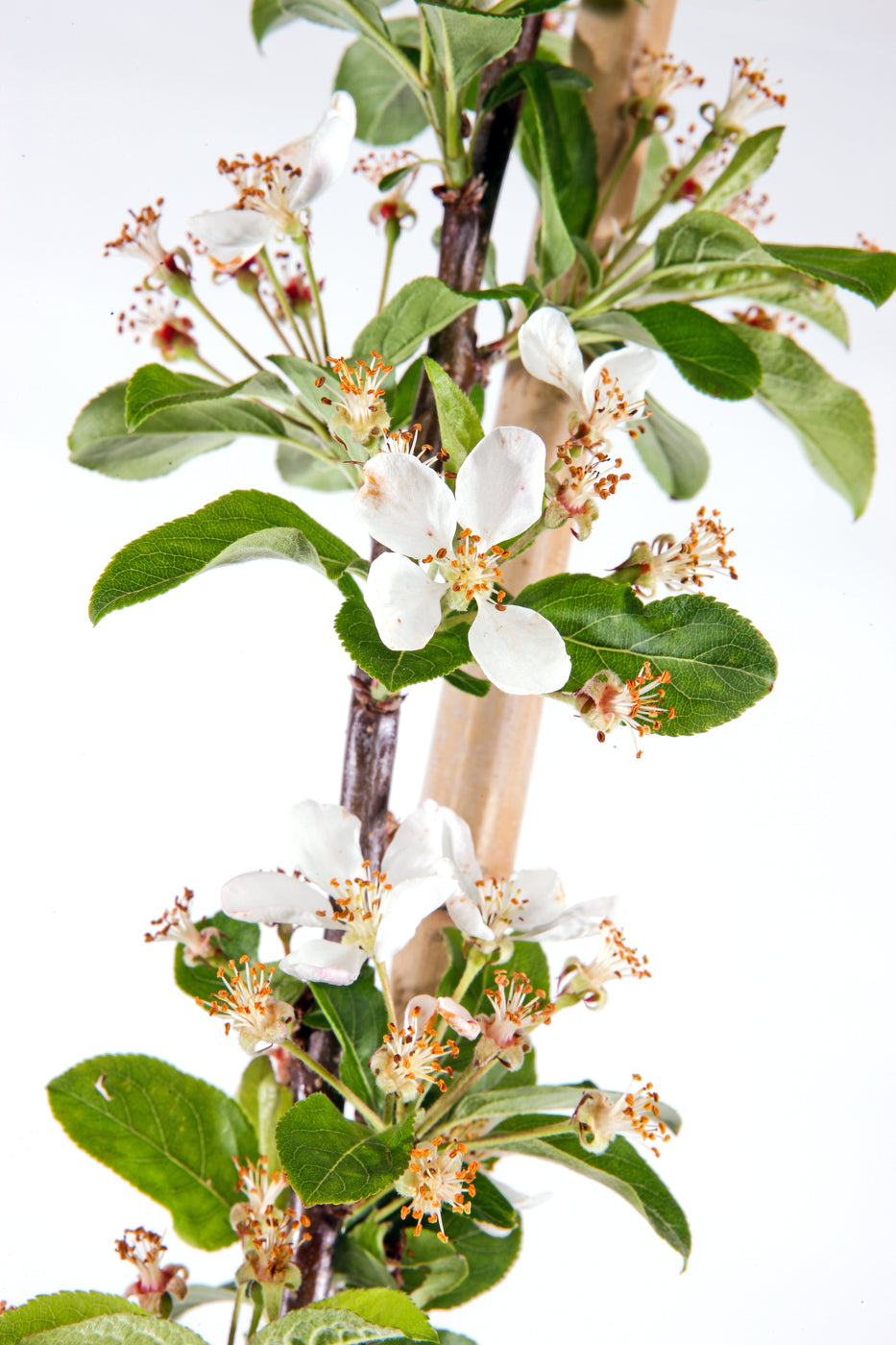 Crab Apple Wedding Bouquet
