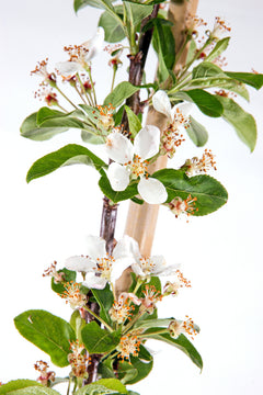 Crab Apple Wedding Bouquet