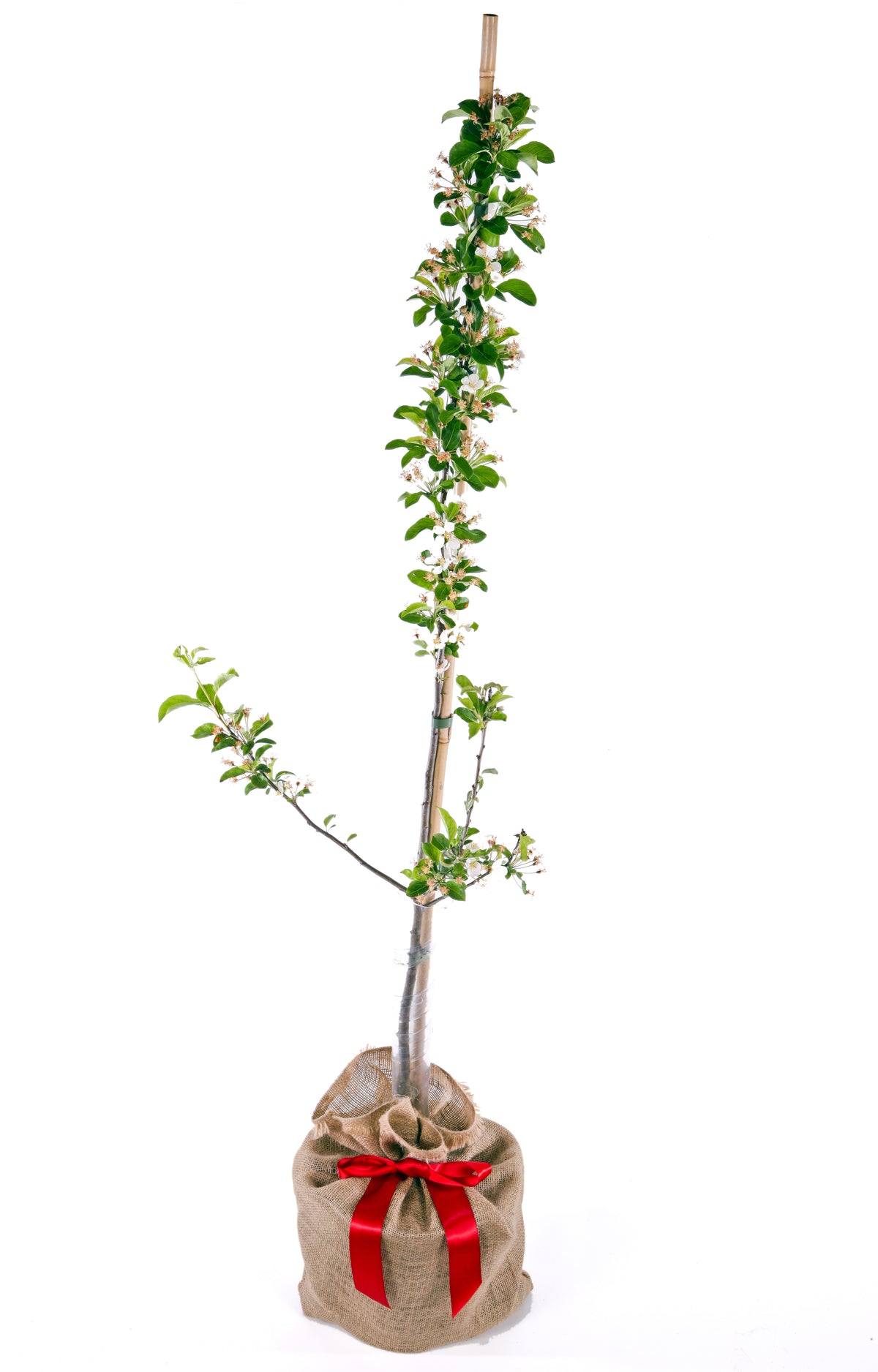 Crab Apple 'Wedding Bouquet'