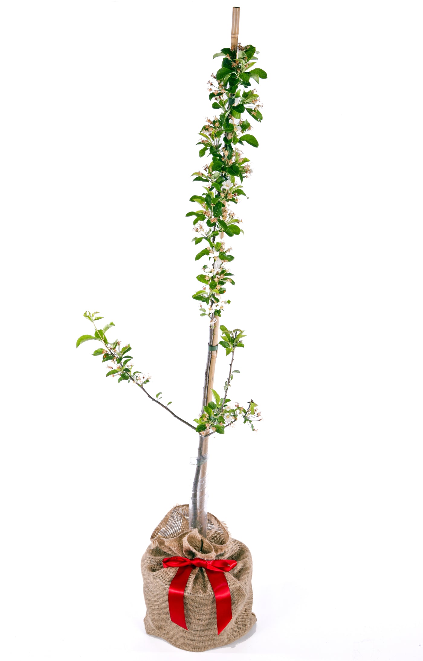 Crab Apple 'Wedding Bouquet'
