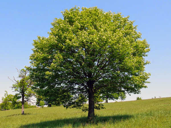 Wild Service Tree