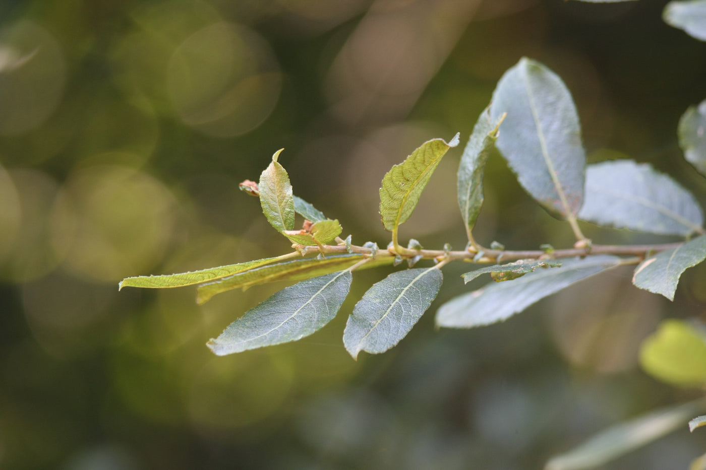 Goat Willow
