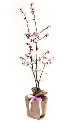 Winter Flowering Cherry Tree