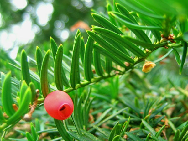 Yew Tree