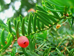 Yew Tree
