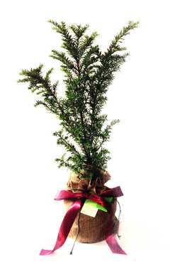 Yew Tree