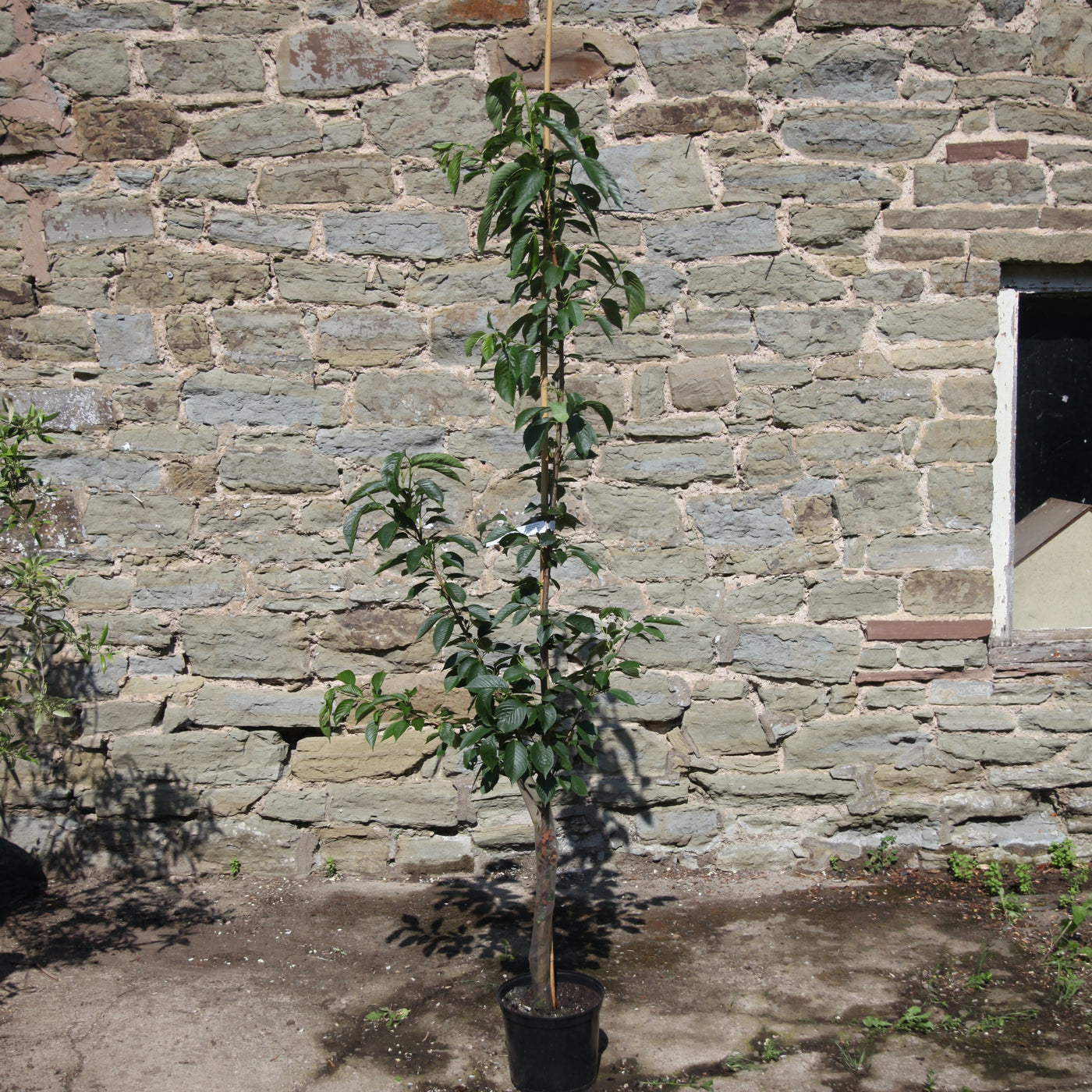Weeping Flowering Cherry 'Yoshino'