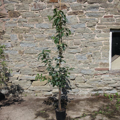 Weeping Flowering Cherry 'Yoshino'