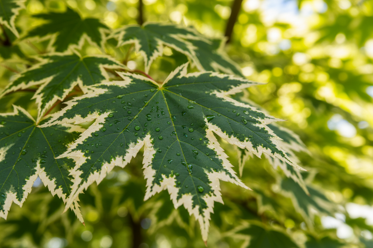 Acer Drummondii