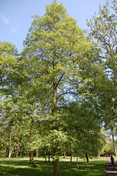 Native Alder