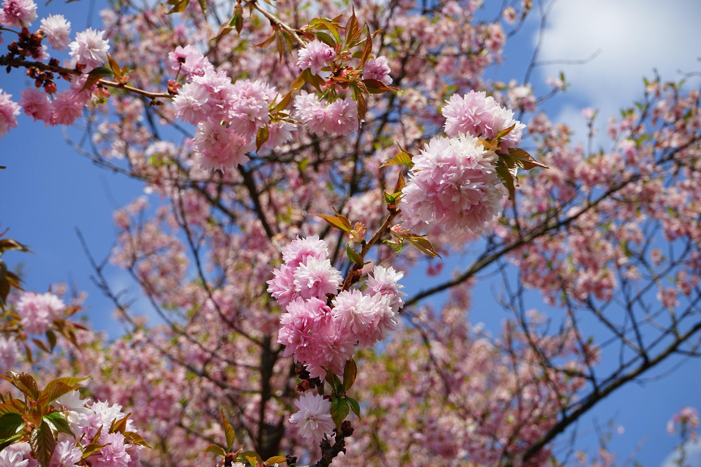 Flowering Cherry 'Amanogawa'